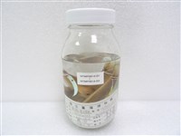 黑腕海豬魚藏品圖，第2張